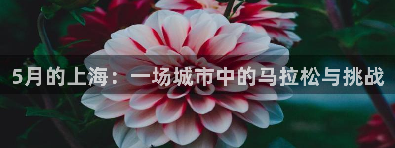 搜球体育平台：5月的上海：一场城市中的马拉松与挑战